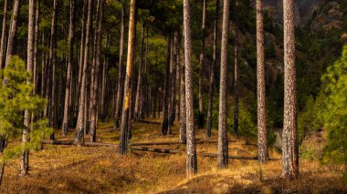  Kayalık, dağlık ve kuru yüzeyde duran Çam ağaçlarının görüntüsü 