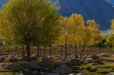Sarı altın yapraklı ve üzerlerine güneş ışığı düşen ağaçların el değmemiş manzarası.