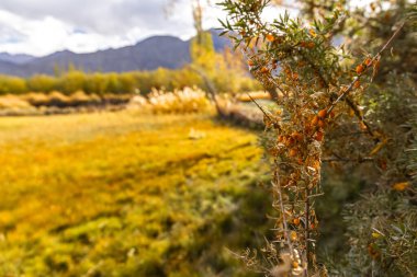 Himalayalar 'ın yüksek kesimlerinde yetişen bir vitamin kaynağı olan deniz karabatağı meyveleri..