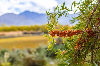Himalayalar 'ın yüksek kesimlerinde yetişen bir vitamin kaynağı olan deniz karabatağı meyveleri..