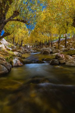 Ladakh 'ta sonbahar mevsiminde ağaçların arasından akan suyun uzun süre korunması.