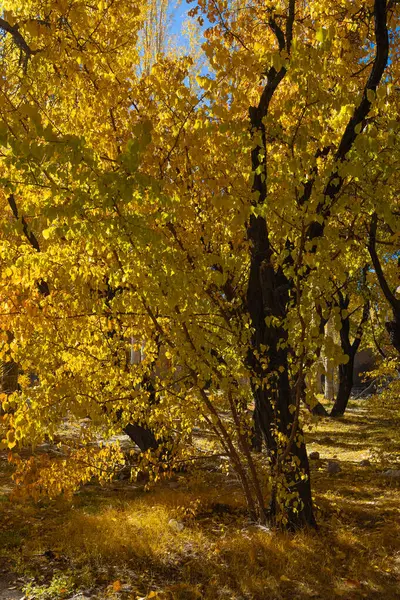 Sonbahar mevsiminde sarı yapraklı ağaçların ve üzerlerine güneş ışınlarının düşüşünün el değmemiş görüntüsü..