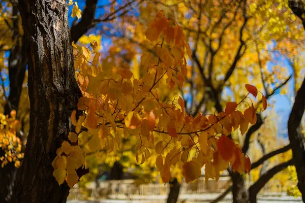 Sonbahar mevsiminde sarı yapraklı ağaçların ve üzerlerine güneş ışınlarının düşüşünün el değmemiş görüntüsü..