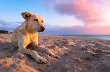 Cape Verdean köpeği gün batımında kumsalda yatıyor.