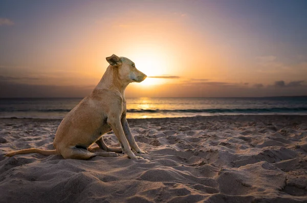 Dog sitting at beach with ocean and sunset sky in background