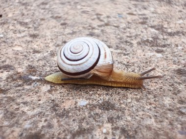 Asfaltta beyaz bir salyangoz resmi..