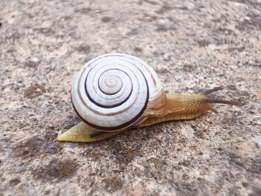 Asfaltta beyaz bir salyangoz resmi..