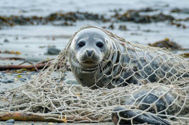 Fok, bir plajın kıyısında bir ağa dolanmış, arka planda deniz.