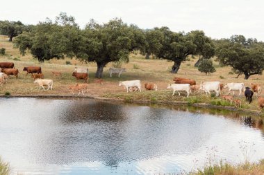 İneklerle dolu büyük bir gölet ve farklı renklerde buzağılar kendilerini tazelemeye giderler.
