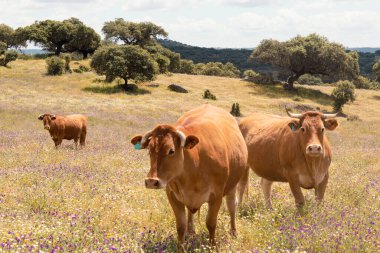 Ağaçlar ve çiçeklerle dolu, yemyeşil bir çayırda üç meraklı ineğin yakın çekimi.