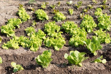 farklı yeşil yapraklı sebzelerin yetiştiği, hepsinin sırayla ekildiği ev bahçesi.