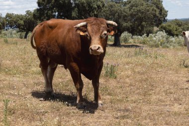 Kahverengi bir boğanın fotografı muhteşem ve derin bir çayırda özgürce yürüyor..