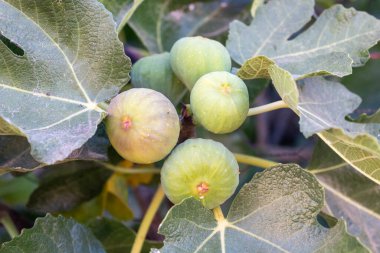 Yakın plan olgun incirler yeşil yapraklı bir incir dalına asılmış..