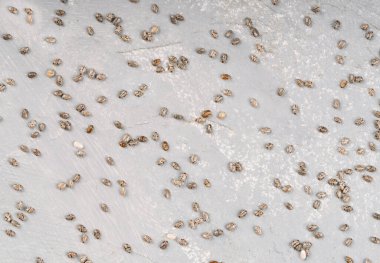 Beton bir arka planda çeşitli Chia tohumları, üst görünüm