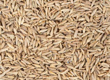 Kimyon baharat tohumlarının tüm arka planı