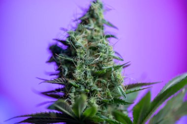 Kenevir dişi bitkisinin çiçekli hali