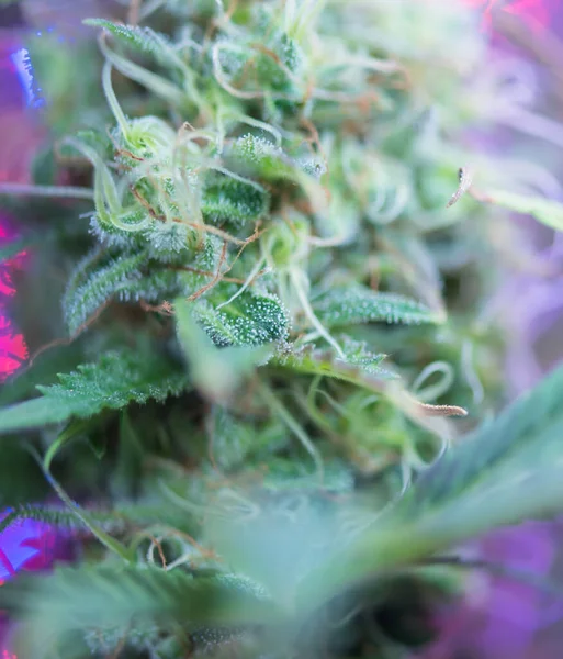 Szoros Kannabisz Nőstény Növény Virágzás — Stock Fotó