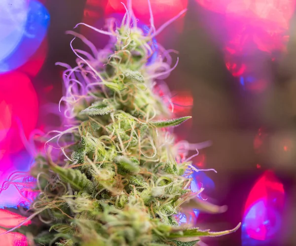 Närbild Cannabis Kvinnliga Plantan Blomning — Stockfoto