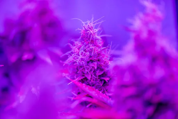 Nahaufnahme Einer Weiblichen Cannabis Pflanze Der Blüte — Stockfoto
