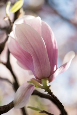 Magnolia ağacında çiçek açan bahar çiçekleri
