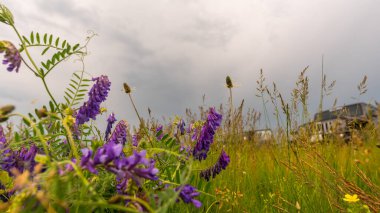 Renkli bahar çiçekleri.