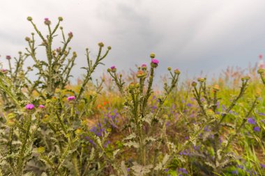 Renkli bahar çiçekleri.