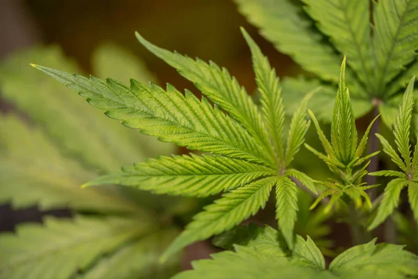 stock image Closeup of Cannabis female plant in flowering phase