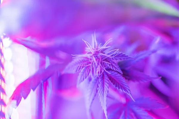 stock image Closeup of Cannabis female plant in flowering phase