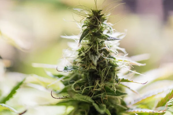 大麻女性植物在开花期的特写 — 图库照片