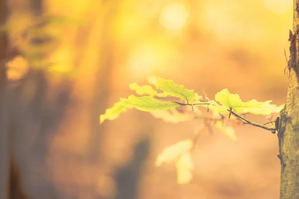 抽象的な秋の森の背景をぼかし — ストック写真
