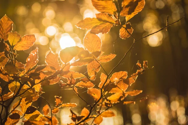 抽象的な秋の森の背景をぼかし — ストック写真