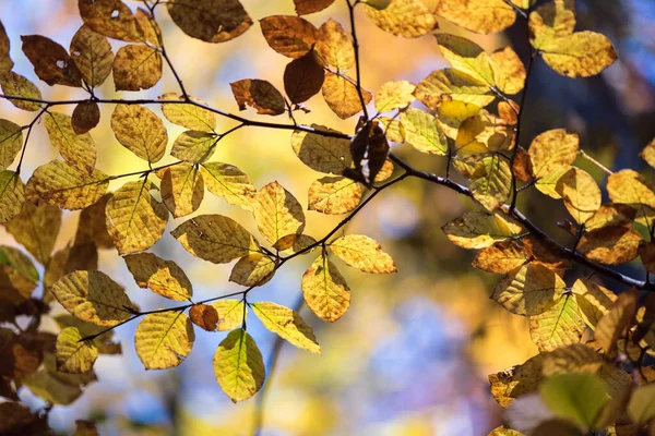 アブストラクト秋の森のぼかし背景 Nef — ストック写真