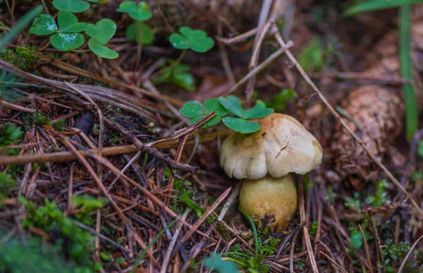 Autumn season, forest magic world with mushrooms