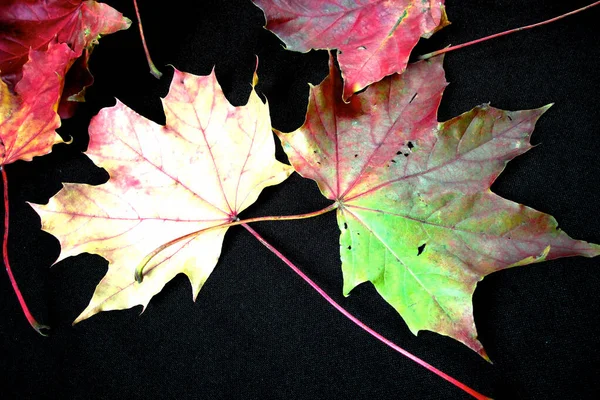 カラフルな活気に満ちた季節紅葉の木から黒い背景に — ストック写真
