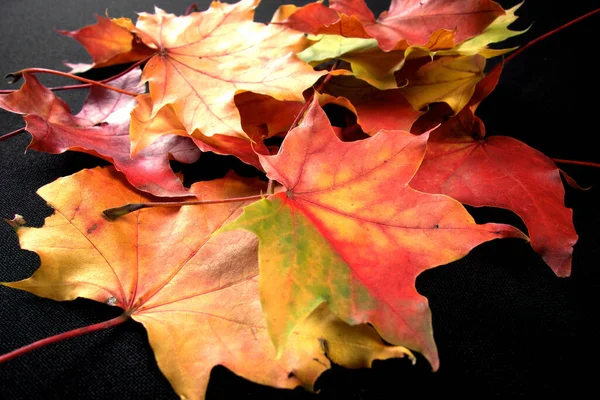 Autumnal Colourful Vibrant Seasonal Leaves Trees Black Background — Stock Photo, Image