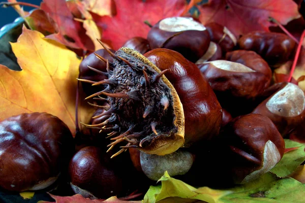 Осенние Яркие Яркие Сезонные Листья Деревьев Черном Фоне — стоковое фото
