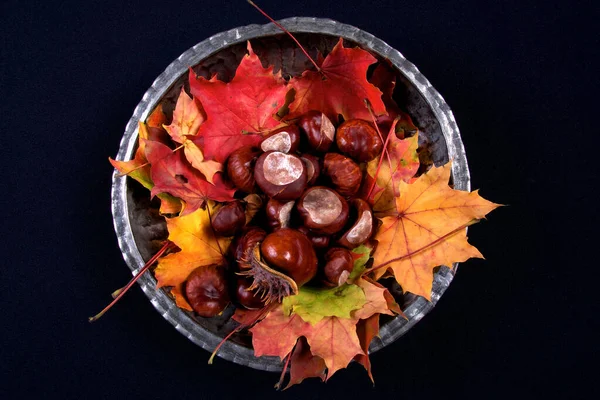 Herfst Kleurrijke Levendige Seizoensgebonden Bladeren Van Bomen Zwarte Achtergrond — Stockfoto
