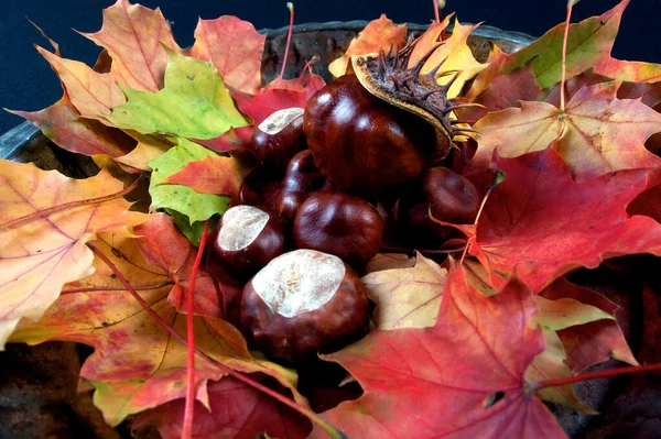 Herfst Kleurrijke Levendige Seizoensgebonden Bladeren Van Bomen Zwarte Achtergrond — Stockfoto
