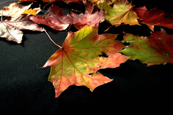 Autumnal Colourful Vibrant Seasonal Leaves Trees Black Background — Stock Photo, Image