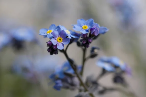 Puha Pasztell Kék Virág Virágok — Stock Fotó