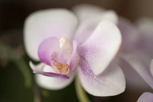 Hermosa Colorida Flor Orquídea Floreciente —  Fotos de Stock