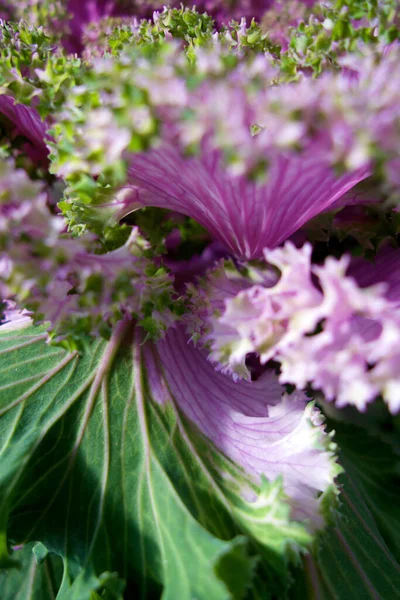 Прекрасный Цветок Буссома Зеленого Фиолетового Салата — стоковое фото