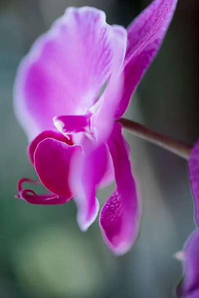 Hermosa Colorida Flor Orquídea Floreciente —  Fotos de Stock