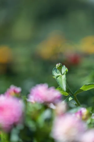 Beautiful Colorful Blossom Garden Flower Summer Sunlight — Stock Photo, Image