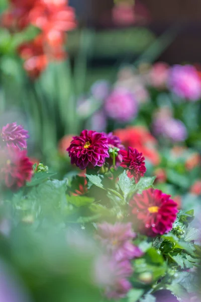 Piękny Kolorowy Kwiat Ogrodowy Letnim Słońcu — Zdjęcie stockowe