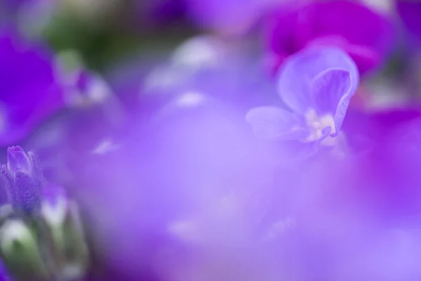 Floraison Fleurs Printanières Colorées Dans Jardin — Photo