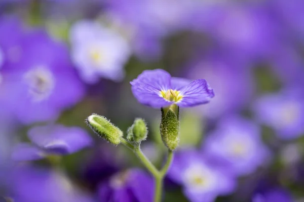 Virágzó Színes Tavaszi Virágok Kertben — Stock Fotó