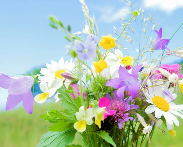 Kwitnący Bukiet Kwiatów Łąki — Zdjęcie stockowe