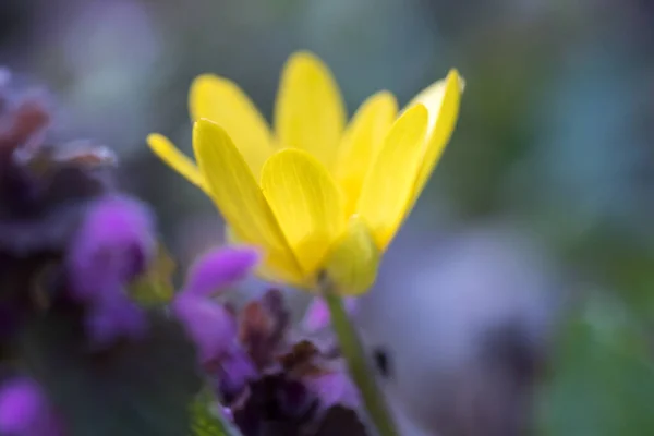 Fleurs Florales Printanières Colorées Dans Forêt — Photo