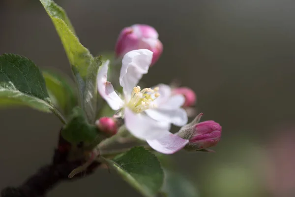 Цвіте Барвисті Весняні Квіти — стокове фото